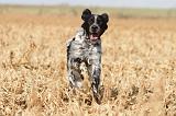 SETTER ANGLAIS 129